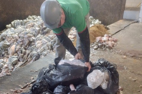 Fiscalização conjunta apreende 86 kg de carne sem procedência em Marau